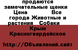 продаются замечательные щенки › Цена ­ 10 000 - Все города Животные и растения » Собаки   . Крым,Красногвардейское